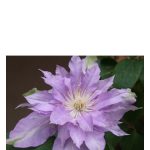عطر ادکلن فلور د لیلاک باد پرفیومز - Fleur De Lilac Bud Parfums - بررسی، قیمت و خرید