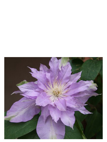 عطر ادکلن فلور د لیلاک باد پرفیومز - Fleur De Lilac Bud Parfums - بررسی، قیمت و خرید
