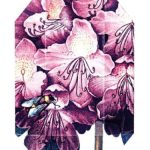 عطر ادکلن پرینت کالکشن استلا صفر یک (دو هزار و یازده) استلا مک‌کارتنی - Print Collection Stella 01 (2011) Stella McCartney - بررسی، قیمت و خرید