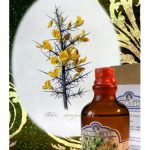 عطر ادکلن آژونک فرگریفرت پرفیومر - Ajonc Fragrifert Parfumeur - بررسی، قیمت و خرید