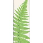 عطر ادکلن فورست لیلی اون - Forest Lily Avon - بررسی، قیمت و خرید