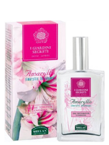 عطر ادکلن اماریلیس هِلَن - Amaryllis Helan - بررسی، قیمت و خرید