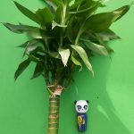 عطر ادکلن بامبو بای جرمی اسکات کوکشی - Bambu by Jeremy Scott Kokeshi - بررسی، قیمت و خرید