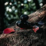 عطر ادکلن مون نوم اِس روژ ماجدا بیکالی - Mon Nom est Rouge Majda Bekkali - بررسی، قیمت و خرید