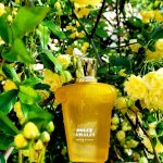 عطر ادکلن دولچه آمالفی زرژاف - Dolce Amalfi Xerjoff - بررسی، قیمت و خرید