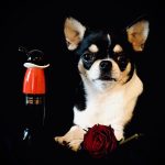 عطر ادکلن چیپ اند شیک موشینو - Cheap & Chic Moschino - بررسی، قیمت و خرید
