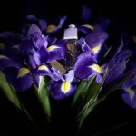 عطر ادکلن ادیکت تو لایف دیور - Addict To Life Dior - بررسی، قیمت و خرید