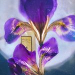 عطر ادکلن نویت د سلوفان سرژ لوتن - Nuit de Cellophane Serge Lutens - بررسی، قیمت و خرید