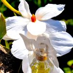 عطر ادکلن لدوتم نینا ریچی - L'Air du Temps Nina Ricci - بررسی، قیمت و خرید