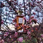 عطر ادکلن اِتا دو گراس گرس - État de Grace Grès - بررسی، قیمت و خرید