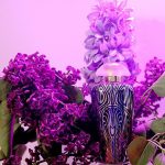 عطر ادکلن لیبرتی د مرچنت آو ونیس - Liberty The Merchant of Venice - بررسی، قیمت و خرید