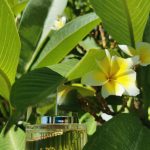 عطر ادکلن ایلیسیت جیمی چو - Illicit Jimmy Choo - بررسی، قیمت و خرید