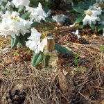 عطر ادکلن آرت ایموشنز دزینتارس - ART Emocijas (ART Emotions) Dzintars - بررسی، قیمت و خرید