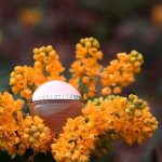 عطر ادکلن سراتی ۱۸۸۱ ان فلورز چروتی - Cerruti 1881 En Fleurs Cerruti - بررسی، قیمت و خرید