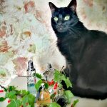 عطر ادکلن ائو پرووکاتور ایجنت پروووکَتور - Eau Provocateur Agent Provocateur - بررسی، قیمت و خرید