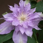 عطر ادکلن فلور د لیلاک باد پرفیومز - Fleur De Lilac Bud Parfums - بررسی، قیمت و خرید
