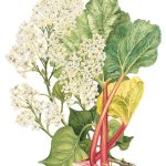 عطر ادکلن وایت لیلک اند روبارب جو مالون لندن - White Lilac & Rhubarb Jo Malone London - بررسی، قیمت و خرید