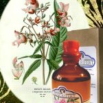 عطر ادکلن آژونک فرگریفرت پرفیومر - Ajonc Fragrifert Parfumeur - بررسی، قیمت و خرید