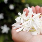 عطر ادکلن نایت بلوم فونیکس بوتانیکالز - Night Bloom Phoenix Botanicals - بررسی، قیمت و خرید