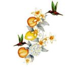 عطر ادکلن برگاموت و نرولی وودز آو ویندزور - Bergamot & Neroli Woods of Windsor - بررسی، قیمت و خرید