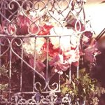 عطر ادکلن اُ دو رُز کد دکو - Eaux de Rose Code Deco - بررسی، قیمت و خرید