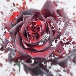 عطر ادکلن بال دِ روزِ کیکو میچری - Bal de Roses Keiko Mecheri - بررسی، قیمت و خرید