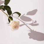 عطر ادکلن لیر دو تم لُب نینا ریچی - L'Air du Temps L'Aube Nina Ricci - بررسی، قیمت و خرید