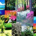 عطر ادکلن پولینزیَن گاردنز نیکلاس دانیلا - Polynesian Gardens Nicolas Danila - بررسی، قیمت و خرید