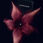 عطر ادکلن دیابولیک اوم آیزنبرگ - Diabolique Homme Eisenberg - بررسی، قیمت و خرید