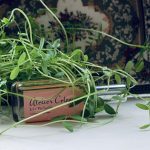 عطر ادکلن آیریس ربل آتیلیه کلن - Iris Rebelle Atelier Cologne - بررسی، قیمت و خرید