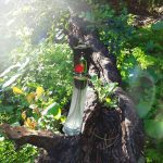 عطر ادکلن فلاور بای کنزو له جر کنزو - Flower by Kenzo Legere Kenzo - بررسی، قیمت و خرید