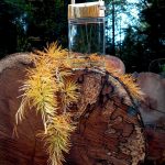 عطر ادکلن پرامیس می ماوبوسین - Promise Me Mauboussin - بررسی، قیمت و خرید