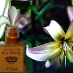 عطر ادکلن ایل جیلیو دکتر تافی - Il Giglio Dr. Taffi - بررسی، قیمت و خرید