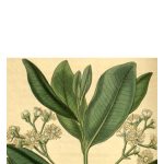 عطر ادکلن بای رام اُلیمپیک اُرکیدز آرتیزان پِرفیومز - Bay Rum Olympic Orchids Artisan Perfumes - بررسی، قیمت و خرید