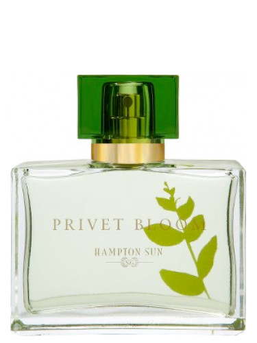 عطر ادکلن پریوت بلوم هامپتون سان - Privet Bloom Hampton Sun - بررسی، قیمت و خرید