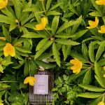 عطر ادکلن نرگس پوتیکوس کلوئه - Narcissus Poeticus Chloé - بررسی، قیمت و خرید