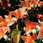 عطر ادکلن آکوا آلگوریا نتاره دی سول گرلن - Aqua Allegoria Nettare di Sole Guerlain - بررسی، قیمت و خرید