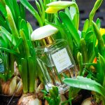 عطر ادکلن گاردنیا راتان آرین - Gardenia Rattan Aerin - بررسی، قیمت و خرید