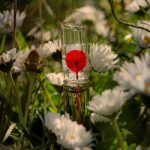 عطر ادکلن فلور بای کنزو پاپی بوکت او دو پرفیوم کنزو - Flower by Kenzo Poppy Bouquet Eau de Parfum Kenzo - بررسی، قیمت و خرید