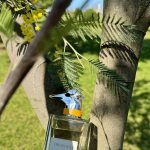 عطر ادکلن واکینگ آن ویا فیوری اسکوری ترساردی - Walking On Via Fiori Oscuri Trussardi - بررسی، قیمت و خرید
