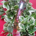 عطر ادکلن فلاور ایکبانا ساکورا کنزو - Flower Ikebana Sakura Kenzo - بررسی، قیمت و خرید