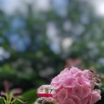 عطر ادکلن اسنس رر هوپگانت - Essence Rare Houbigant - بررسی، قیمت و خرید