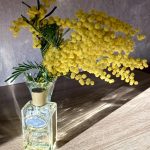 عطر ادکلن اینفیوژن د میموسا پرادا - Infusion de Mimosa Prada - بررسی، قیمت و خرید