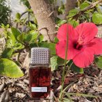 عطر ادکلن اَدَم لِوین فور وُمِن آدام لوین - Adam Levine for Women Adam Levine - بررسی، قیمت و خرید