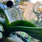عطر ادکلن رُز روچ دیپتیک - Rose Roche Diptyque - بررسی، قیمت و خرید