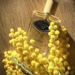 عطر ادکلن اینفیوژن د میموسا پرادا - Infusion de Mimosa Prada - بررسی، قیمت و خرید