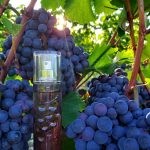عطر ادکلن ته د وینی کودالی - Thé Des Vignes Caudalie - بررسی، قیمت و خرید