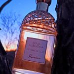 عطر ادکلن آکوا آلگوریا نتاره دی سول گرلن - Aqua Allegoria Nettare di Sole Guerlain - بررسی، قیمت و خرید