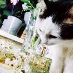 عطر ادکلن تودِی ایوون - Today Avon - بررسی، قیمت و خرید