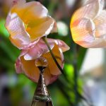 عطر ادکلن ژادور لور دیور - J'adore L'Or (2023) Dior - بررسی، قیمت و خرید